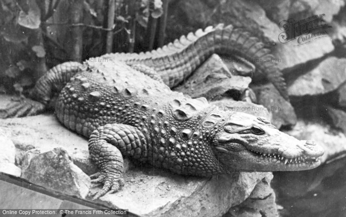 Photo of Chester Zoo, A Crocodile c.1955