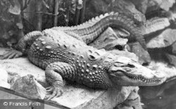 A Crocodile c.1955, Chester Zoo