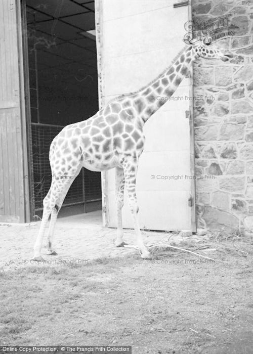 Photo of Chester Zoo, A Giraffe 1957