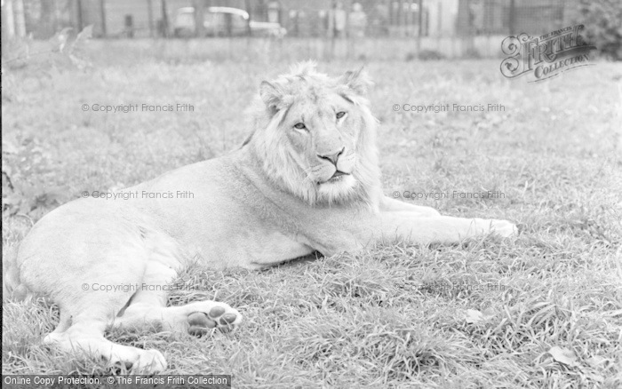 Photo of Chester Zoo, A Lion 1957