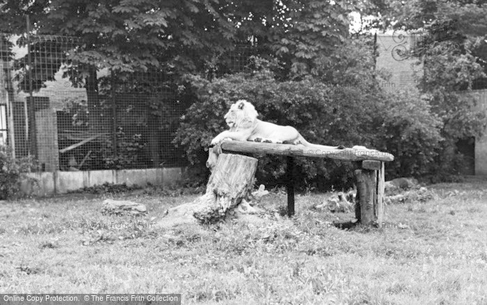 Photo of Chester Zoo, A Lion 1957