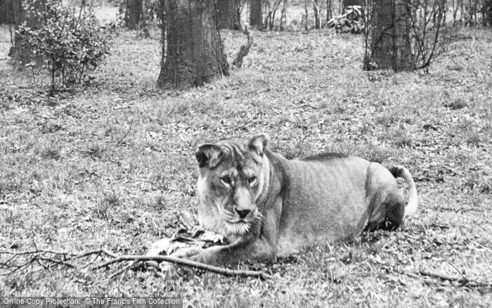 Photo of Chester Zoo, A Lioness c.1950