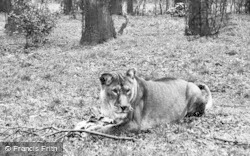 A Lioness c.1950, Chester Zoo