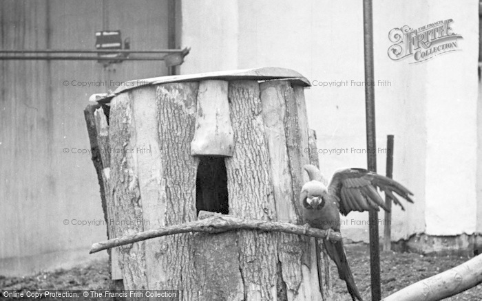 Photo of Chester Zoo, A Parrot c.1955