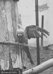 A Parrot c.1955, Chester Zoo