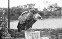 A Vulture 1957, Chester Zoo