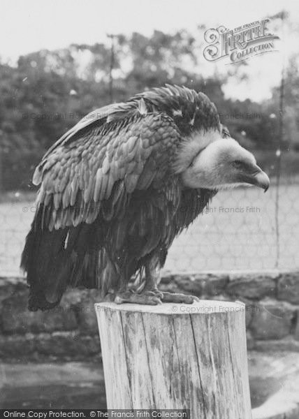 Photo of Chester Zoo, A Vulture 1957