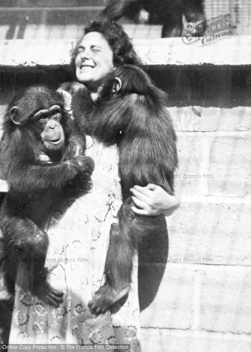 Photo of Chester Zoo, Affectionate Chimps c.1950