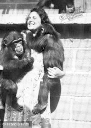 Affectionate Chimps c.1950, Chester Zoo