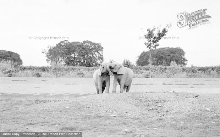 Photo of Chester Zoo, African Elephants 1957