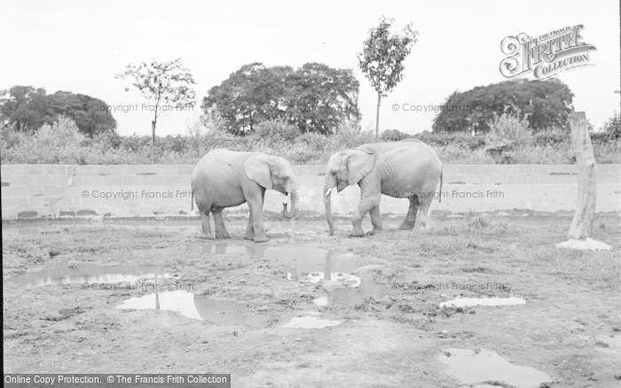 Photo of Chester Zoo, African Elephants 1957
