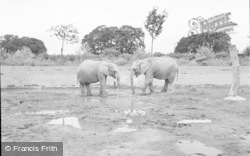 African Elephants 1957, Chester Zoo