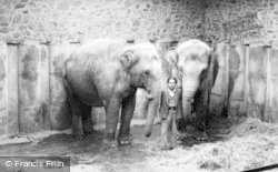 Asian Elephants c.1950, Chester Zoo