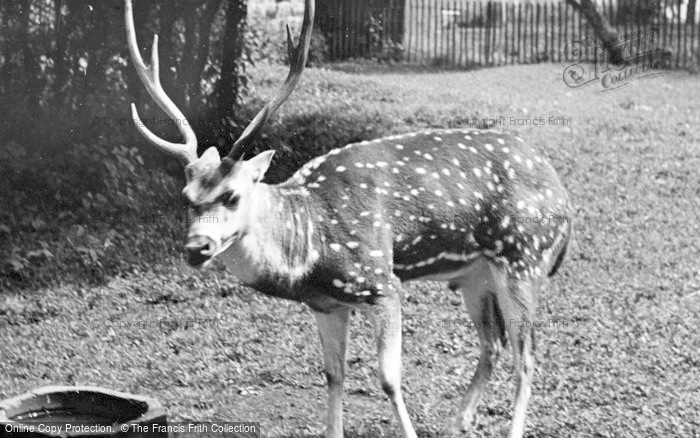 Photo of Chester Zoo, Axis Deer c.1955