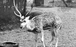Axis Deer c.1955, Chester Zoo