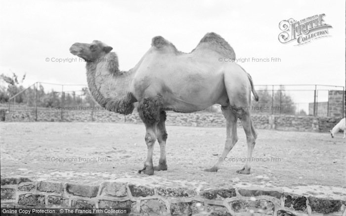 Photo of Chester Zoo, Bactrian Camel 1957