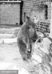 Bear c.1960, Chester Zoo