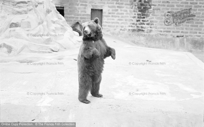 Photo of Chester Zoo, Brown Bear 1957
