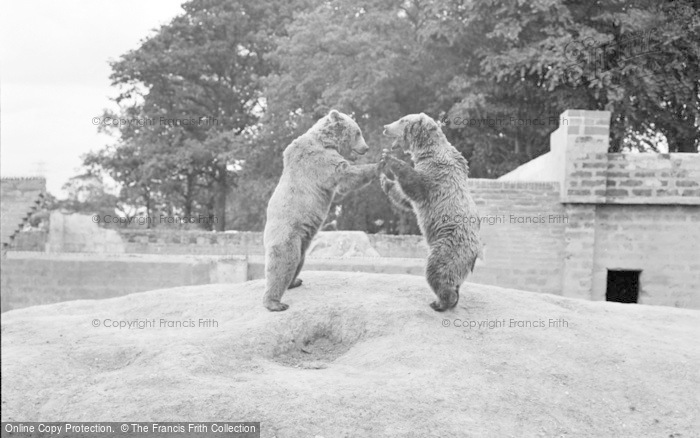 Photo of Chester Zoo, Brown Bears 1957