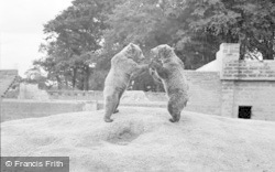 Brown Bears 1957, Chester Zoo