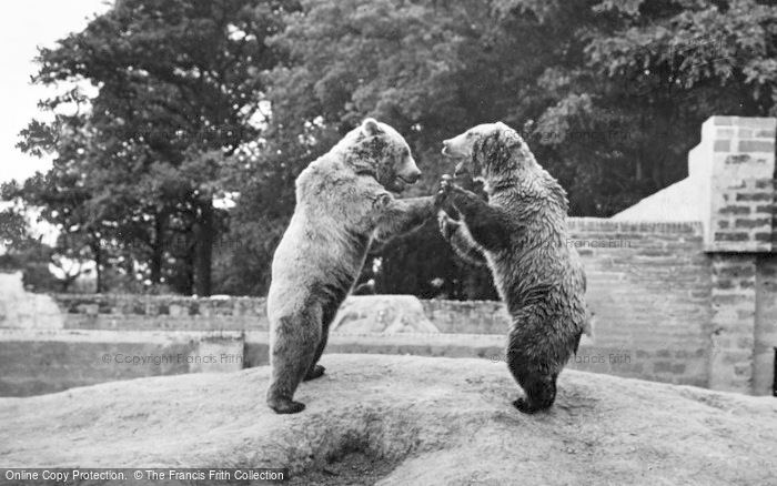 Photo of Chester Zoo, Brown Bears 1957