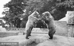 Brown Bears 1957, Chester Zoo