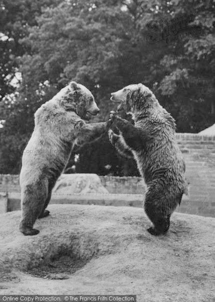 Photo of Chester Zoo, Brown Bears 1957