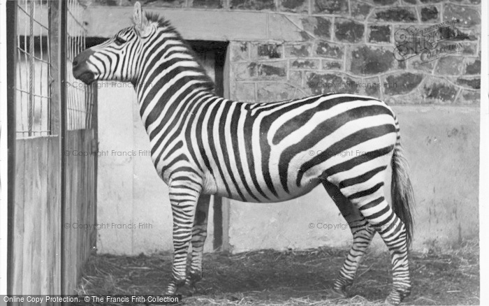 Photo of Chester Zoo, Charlie The Stallion, Grants Zebra c.1950