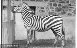 Charlie The Stallion, Grants Zebra c.1950, Chester Zoo