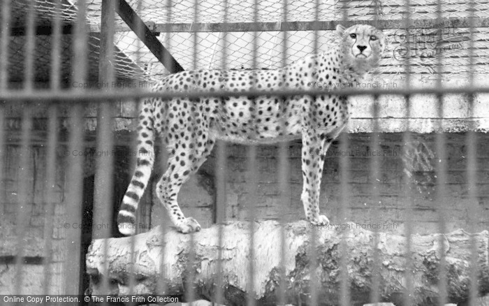 Photo of Chester Zoo, Cheeta c.1950