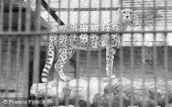 Cheeta c.1950, Chester Zoo