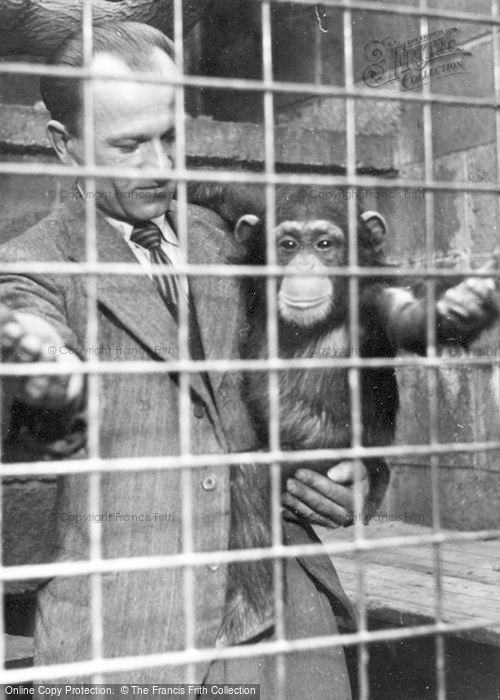Photo of Chester Zoo, Chimpanzee c.1955