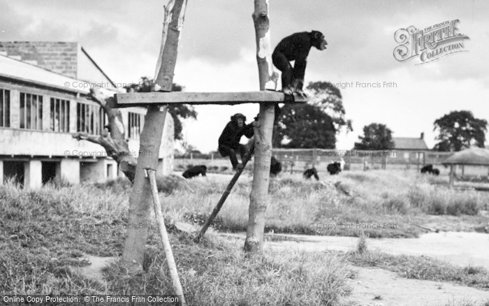 Photo of Chester Zoo, Chimpanzee Island 1957