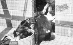Chimpanzees At Play c.1950, Chester Zoo