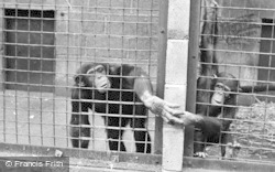 Chimps Shaking Hands c.1955, Chester Zoo