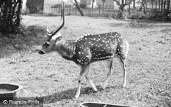 Chital Deer c.1955, Chester Zoo
