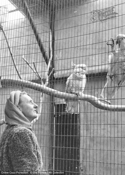 Photo of Chester Zoo, Cockatoos c.1950