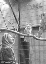 Cockatoos c.1950, Chester Zoo