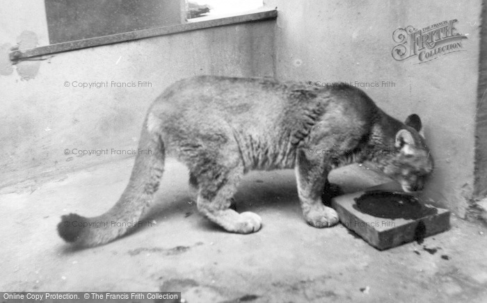 Photo of Chester Zoo, Cougar c.1960