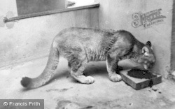 Cougar c.1960, Chester Zoo