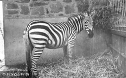 East African Zebra c.1955, Chester Zoo