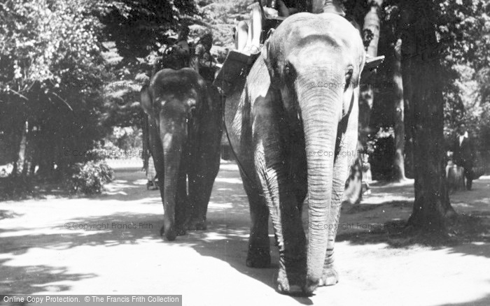 Photo of Chester Zoo, Elephant Riding c.1950