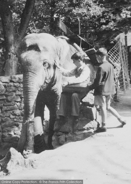 Photo of Chester Zoo, Elephant Riding c.1950