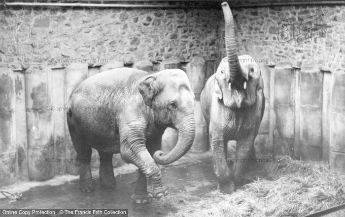 Photo of Chester Zoo, Elephants c.1955 - Francis Frith