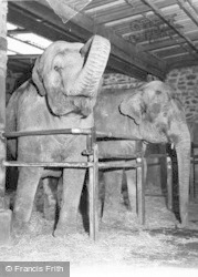 Elephants c.1960, Chester Zoo