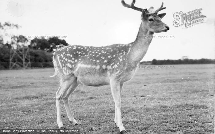 Photo of Chester Zoo, Fallow Deer 1957