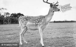 Fallow Deer 1957, Chester Zoo