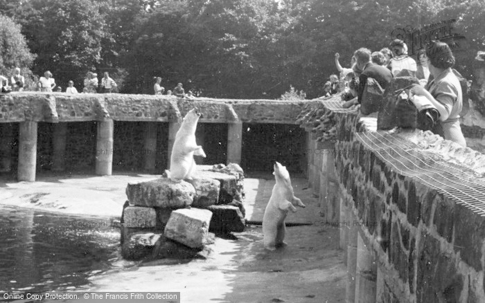 Photo of Chester Zoo, Feeding The Polar Bears c.1950