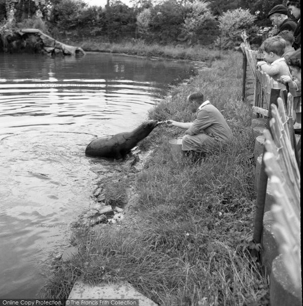 Photo of Chester Zoo, Feeding The Sea Lion 1957