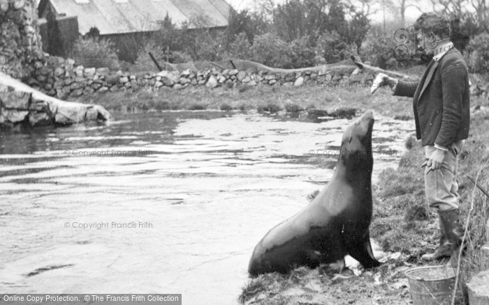 Photo of Chester Zoo, Feeding The Sea Lion c.1950